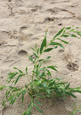 Huile nettoyante calendule et lavande